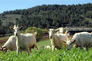 Keçi Çiftliği Kuran Kadın Girişimciler Pazarlama Sorunu Yaşıyor