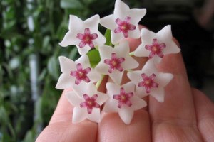 Rusya nın Hollanda Ambargosu Türk Çiçekçilerine Yarayacak