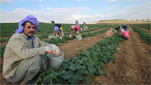 Yağmur Yüzünden Tohumlar Tarlada Çürüdü