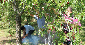 Çiftçiler Tepki Olarak Kiraz Ağaçlarını Kesiyor