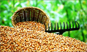 Fındık Üreticisine Sezon Öncesi Şok Uyarı