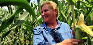 Mısır da Bu Yıl Yüksek Rekolte Bekleniyor