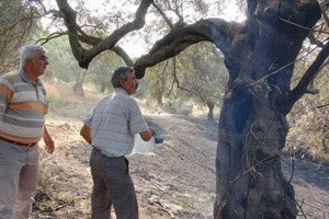 Asırlık Binlerce Zeytin Yandı