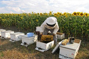 Trakya da Ayçiçeği Balı Hasadı Başladı