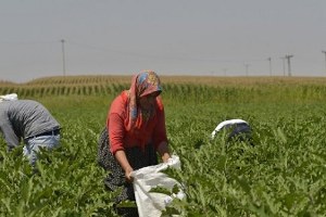 Dayanışmacı Ekonominin İlk Ürünleri Pazarda