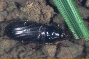 Ekin Düşmanı Böcek Uyarısı