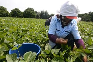 Fasulye Hasadı Suriyelilere Ekmek Kapısı Oldu