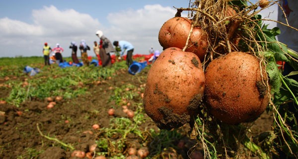 Niğde de Patates Zamanı