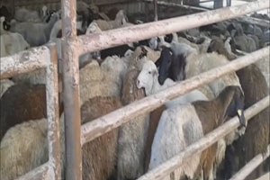 Tekirdağ da kaçak koyun operasyonu