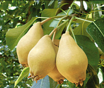 Armutta İlaç Kalıntısı İddiası