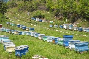 Arı Kovanları Tespitleri Sürüyor