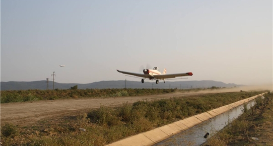 Çeltikler Uçakla İlaçlanıyor