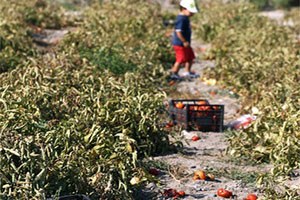 Haziran Yağmurları Ayaş Domatesinin Verimini Yüzde 30 Düşürdü