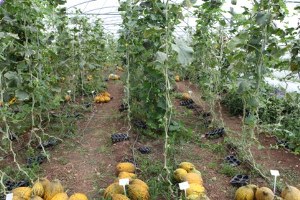 Kuraklığa Dayanıklı Kavunlar Üreticiyle Buluşuyor