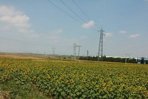 Manyas ve Bandırma da ayçiçeği ekiminde artış