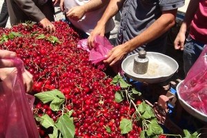 Mardin de Kiraz Bereketi Yaşanıyor