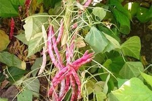 Ovacık ta Fasulye ve Barbunya Sezonu Başladı