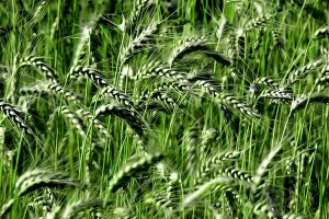 Rekolte Geriledi, Buğday ve Çeltik Fiyatları Arttı