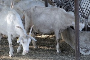 Üniversiteli Keçiler Embriyo Transferiyle Çoğalacak