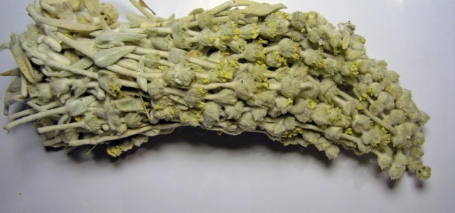 Şifa Deposu Dağ Çayı Satılmaya Başlandı