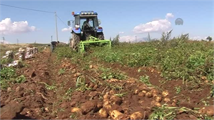 Patates Üretimi Düşüşte