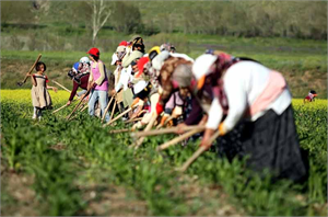 Ordu da Organik Tarım Gelişiyor