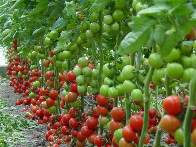 Domates Tohumuna Milyon Dolarlar Ödüyoruz