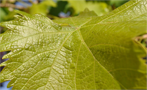 Asma Yaprağı nda Kimyasal Kalıntı Çıktı