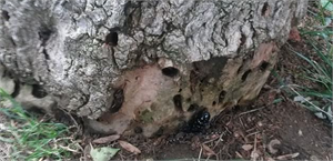 Ağaçları Kurutan Böcek Alarmı