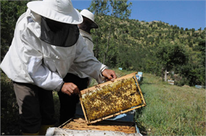 Yağışlar Yüzünden Arıcılar Etkilendi