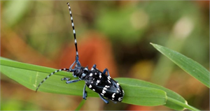 Canavar Böcek Paniği