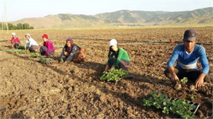 Susuzluk Nedeniyle Karpuzlar Muş ta Yetişiyor