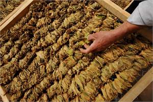 Tütün Üretimi Azalıyor