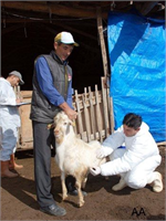 Hayvan Hastalıklarıyla Mücadele Sürüyor