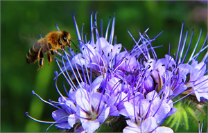 Arıların Beslenmeleri İçin Dikilen Otlar Olumlu Sonuçlar Verdi