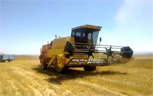 Bafra da Buğday Hasadı Başlıyor