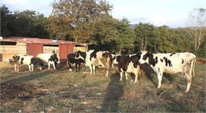 Salgın Hastalıktan Şüpheleniliyor