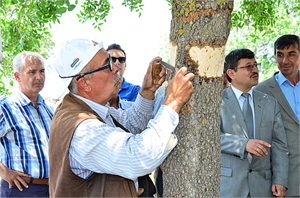 Antepfıstığı Aşılamaları Yapılıyor