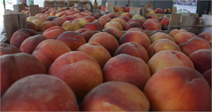 Rusya 20 Ton Şeftaliyi Geri Yolladı