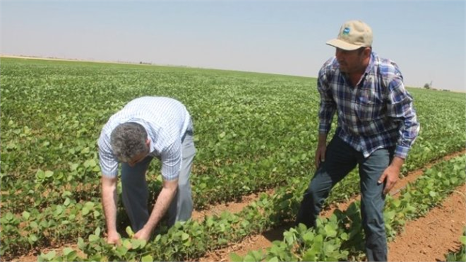 Soya Pamuğa Alternatif Oluyor