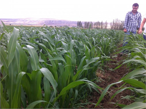 Çölyak Hastalarının Umudu Sorgum Bitkisi