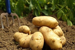 Patateste büyük tehlike