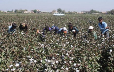 Pamuk Sektörü Dertli