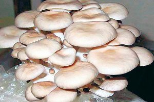 Alternatif Ürün İstiridye Mantarı