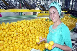 Limon Kazandırmaya Devam Ediyor