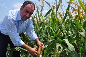 Mısır Taban Fiyatı Açıklanmalı