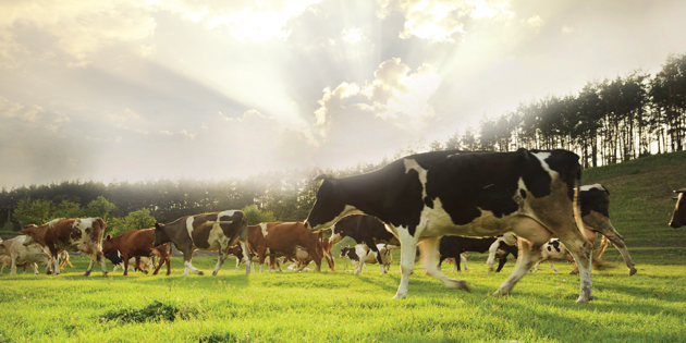 Hayvanlarda Isı Stresi Verimi Düşürüyor