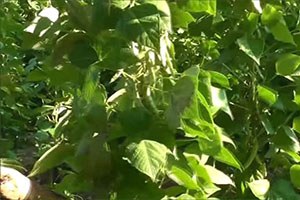 Tescilli Pazaryeri boncuğu nun hasadına başlandı