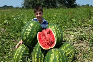 Alıcısı Çıkmayan 35 Kiloluk Karpuzlar Elde Kaldı