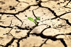 Almanya Kuraklığın Ne Manaya Geldiğini 50 Yıl Sonra Gördü